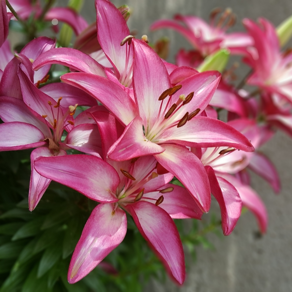 Meet your Posher, Joscelyn